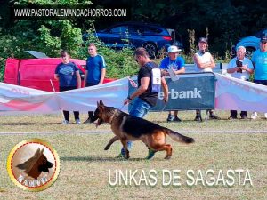 cachorros pastor aleman campeones ramvic Unkas de Sagasta