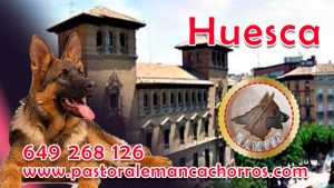 Comprar cachorro de Pastor Aleman en Huesca