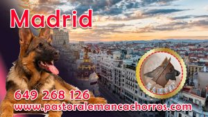 Cachorros de Pastor Aleman en Madrid