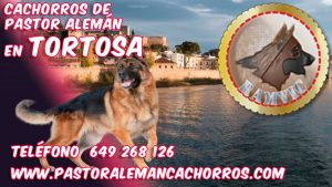 Comprar cachorro pastor aleman Tortosa Tarragona