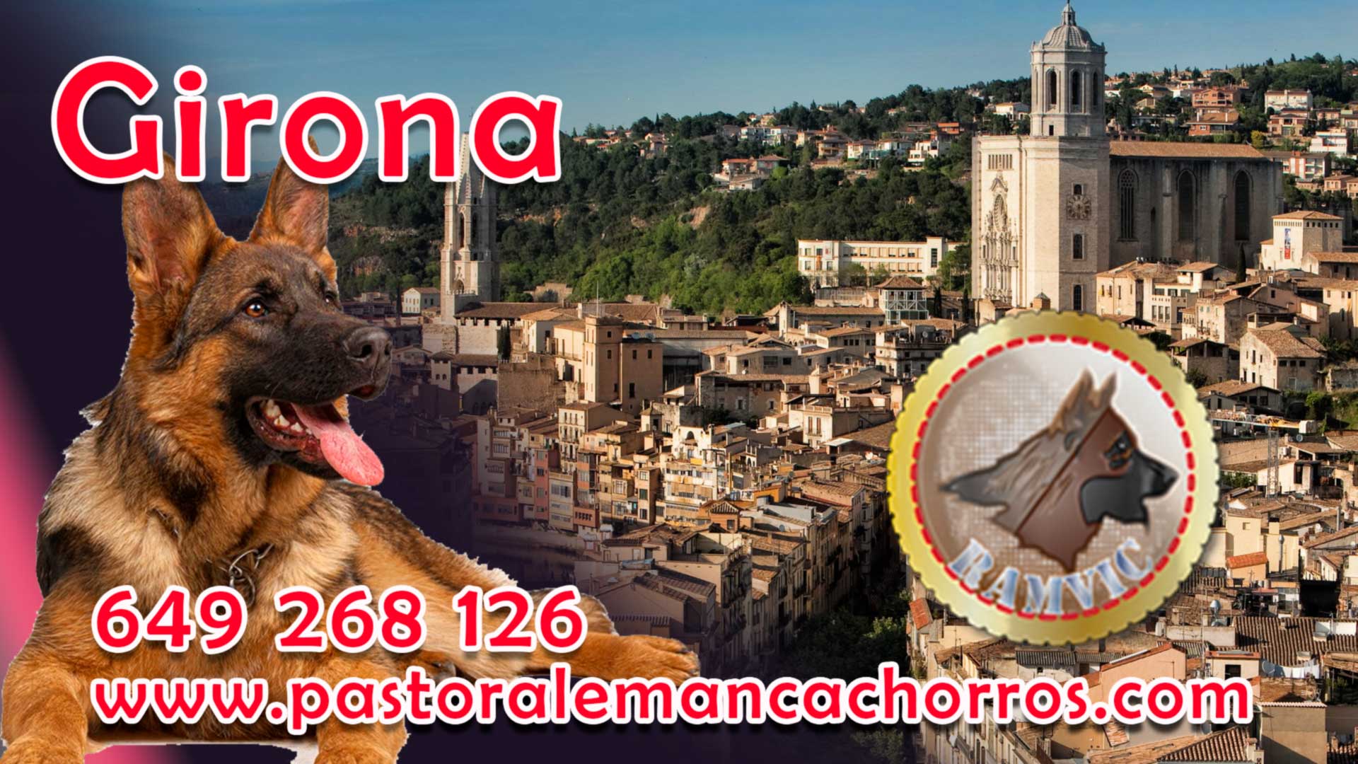 Cachorros de Pastor aleman en Girona