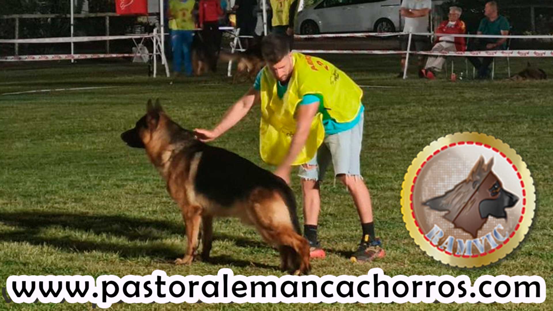 cachorros-pastor-aleman-en-barcelona-2023