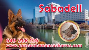 Comprar cachorro de Pastor Aleman en Sabadell Catalunya