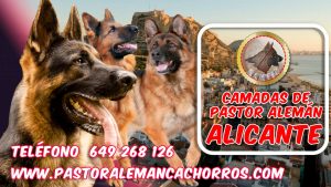 Comprar cachorro pastor aleman Alicante