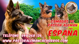 Comprar cachorro pastor aleman España