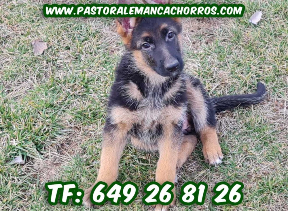 Nuestra última camada de cachorros disponibles para entrega Llama ahora 649 268 126 Abrimos en fin de semana y atendemos llamadas