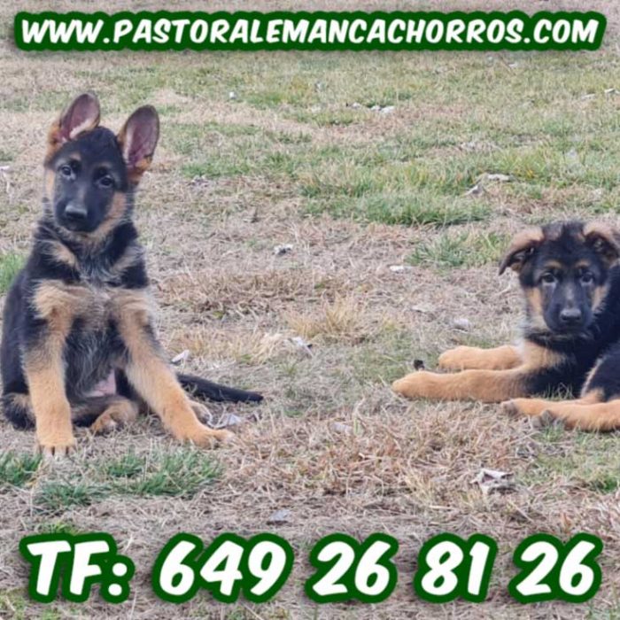 Nuestra última camada de cachorros disponibles para entrega Llama ahora 649 268 126 Abrimos en fin de semana y atendemos llamadas
