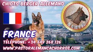 chiots berger allemand à France