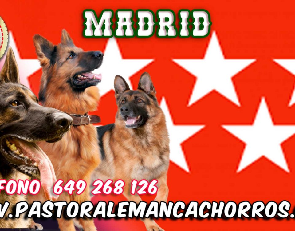 Camada de cachorros de pastor alemán en Madrid