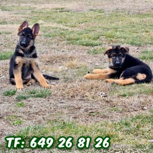 ¡Compra un cachorro de pastor alemán en Lleida! Tenemos una gran variedad de cachorros de pastor alemán de calidad para que elijas. ¡Ven a verlos hoy mismo!