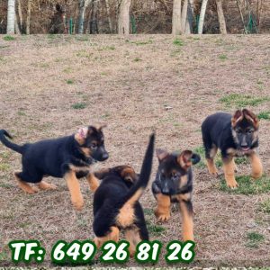 ¡Compra un cachorro de pastor alemán en Tarragona! Tenemos una gran variedad de cachorros de pastor alemán de calidad para que elijas. ¡Ven a verlos hoy mismo!