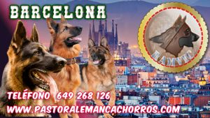 ¡Compra un cachorro de pastor alemán en Barcelona! Tenemos una gran variedad de cachorros de pastor alemán de calidad para que elijas. ¡Ven a verlos hoy mismo!