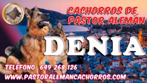Comprar cachorros de Pastor Alemán en Denia