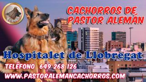 Comprar cachorros de Pastor Alemán en Hospitalet de Llobregat