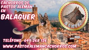 Comprar cachorros de Pastor Alemán en Balaguer