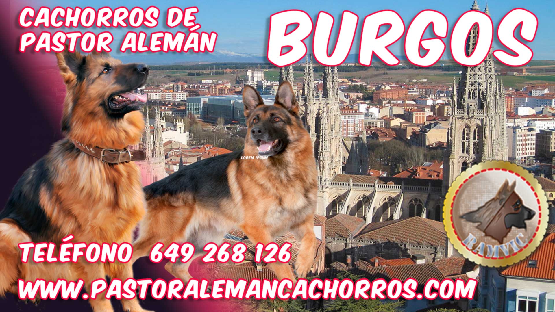 Comprar cachorros de Pastor Alemán en Burgos