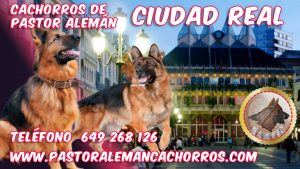 Comprar cachorros de Pastor Alemán en Ciudad Real