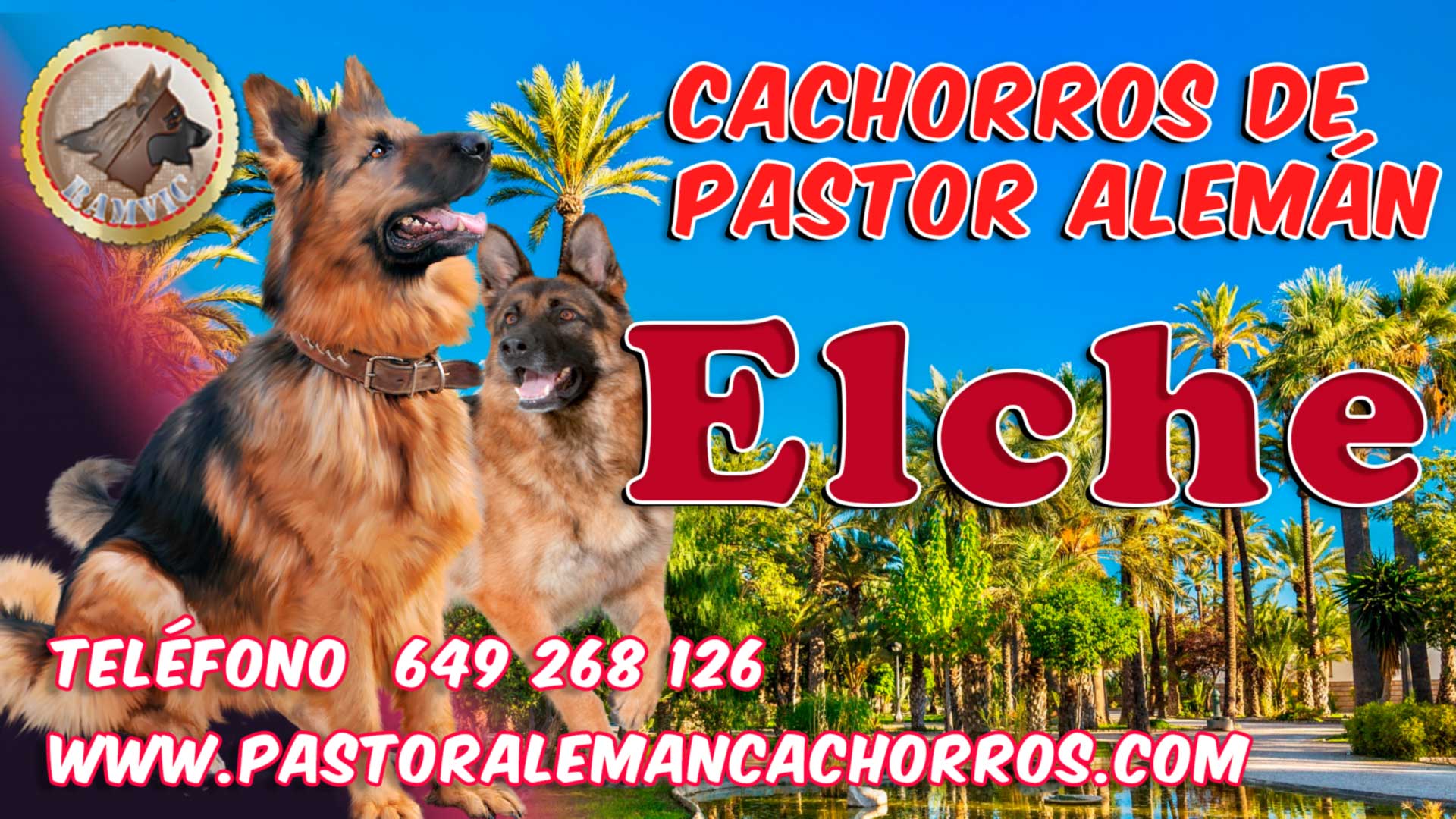 Comprar cachorros de Pastor Alemán en Elche