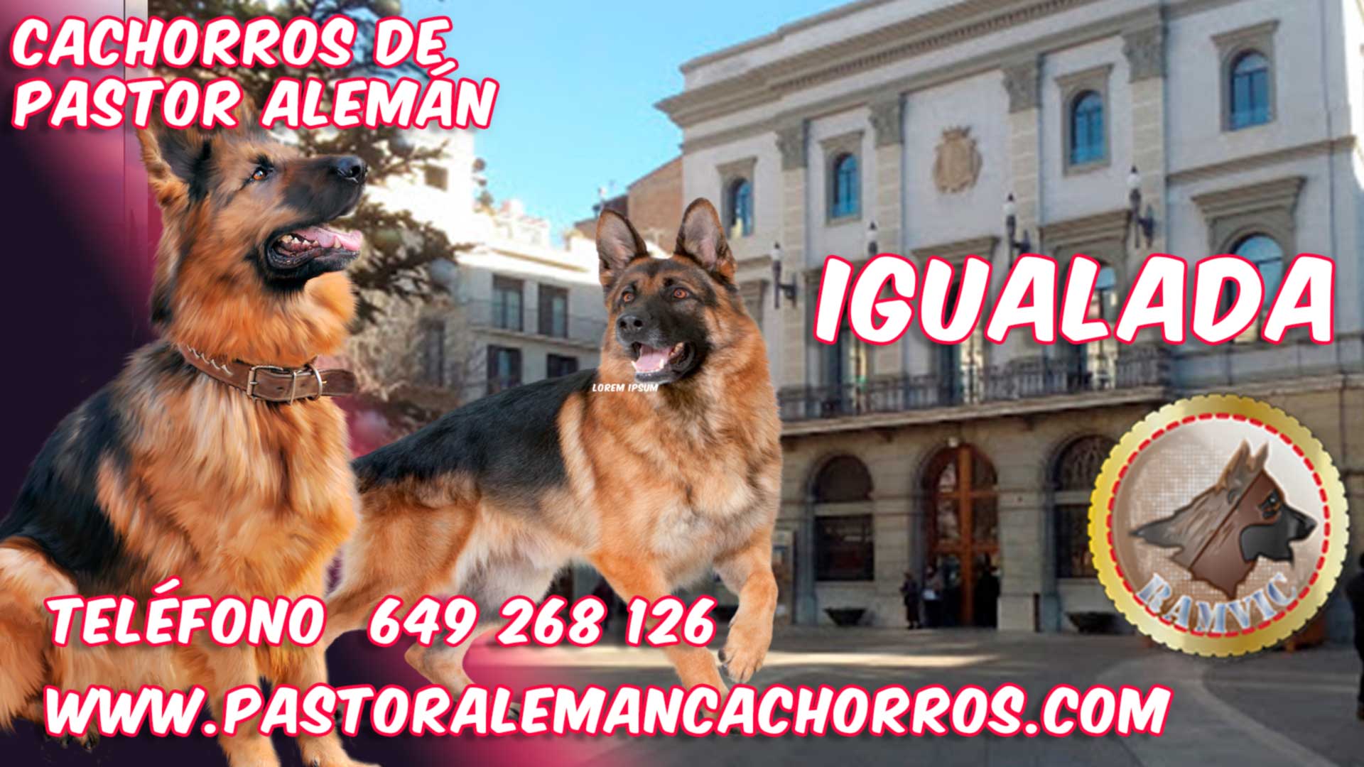 Comprar cachorros de Pastor Alemán en Igualada