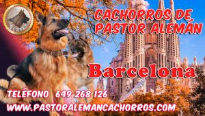 Comprar cachorros de Pastor Alemán en Barcelona