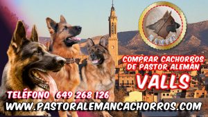 Comprar cachorros de Pastor Alemán en Valls - Tarragona