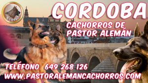 Comprar cachorros de pastor alemán en Córdoba