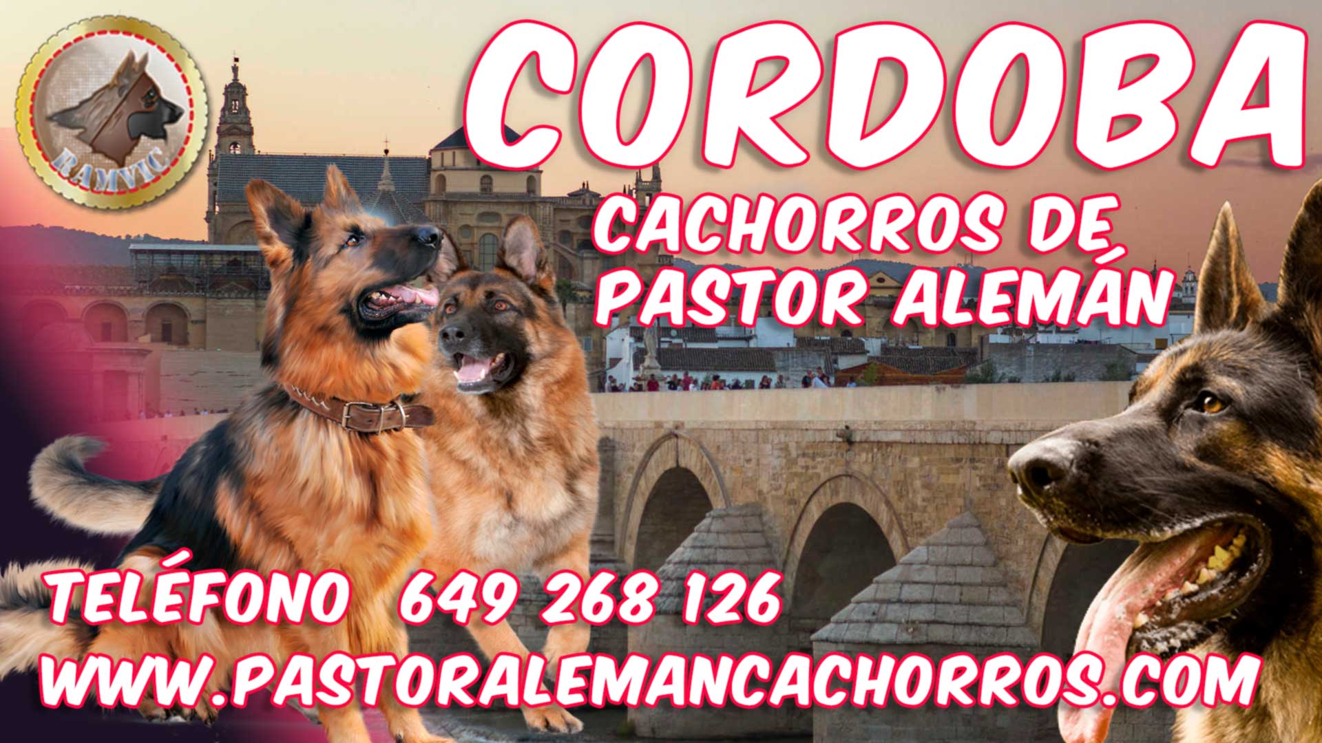 Comprar cachorros de pastor alemán en Córdoba