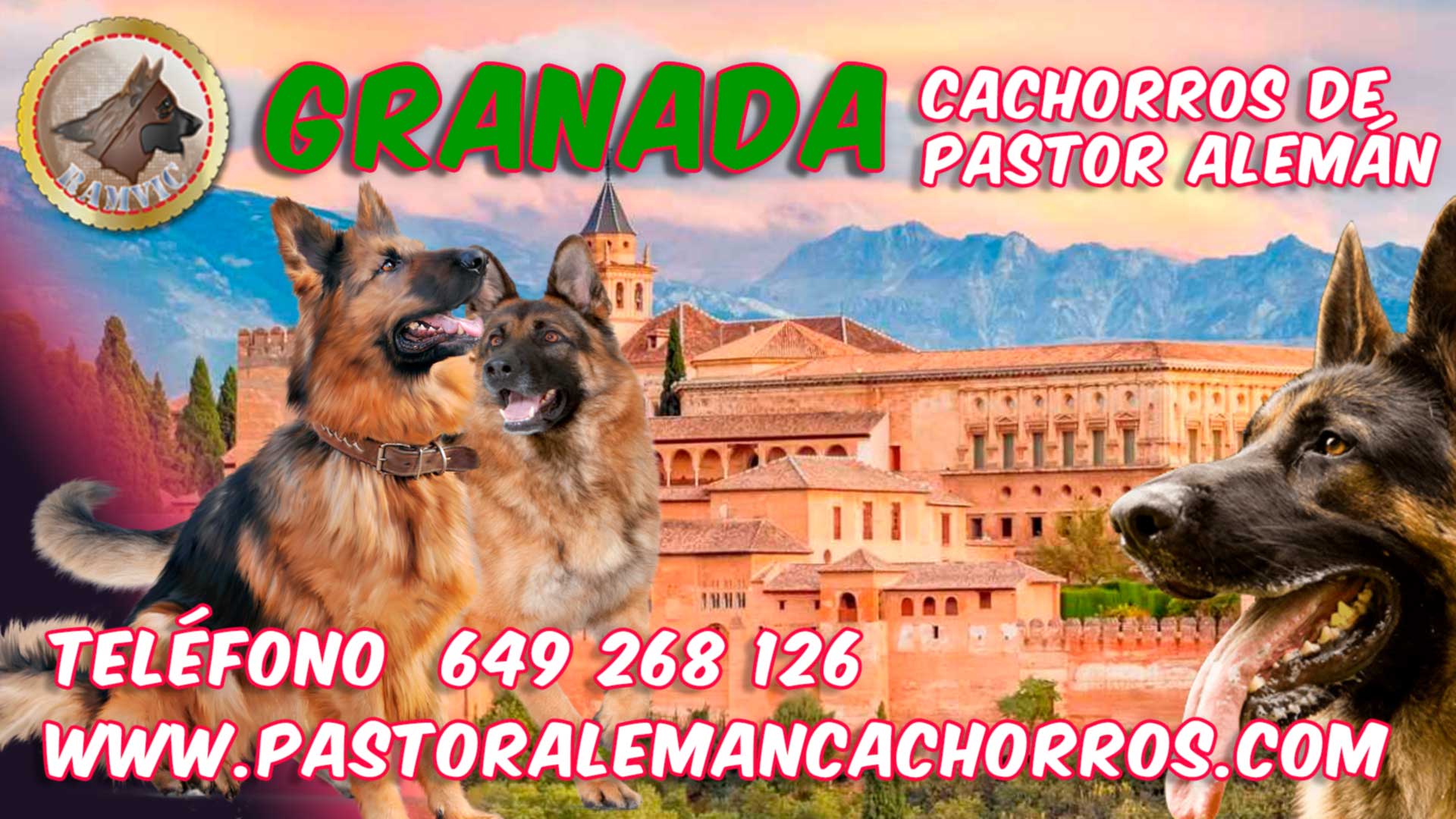 Comprar cachorros de Pastor Alemán en Granada