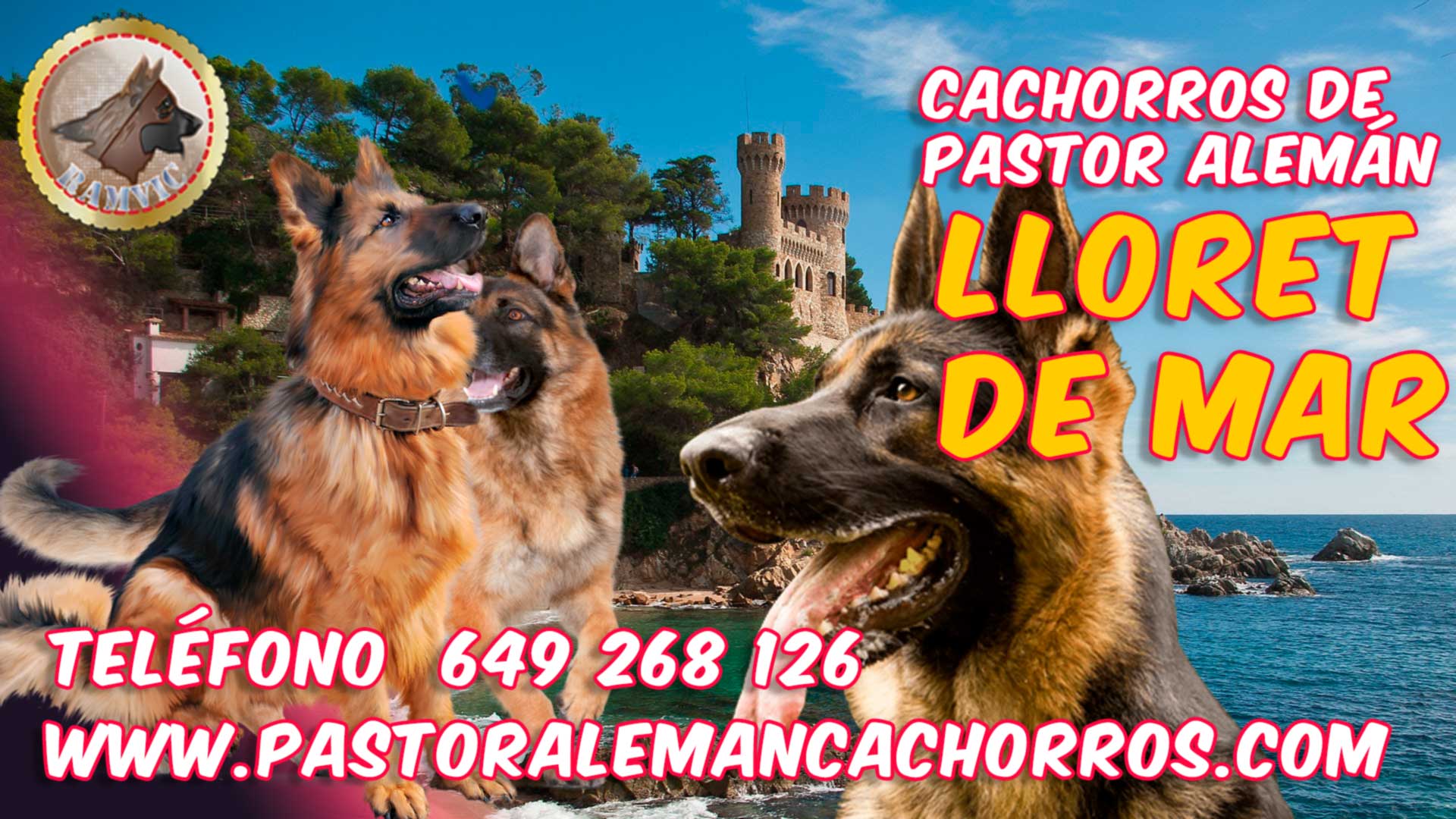 Comprar cachorros de Pastor Alemán en Lloret de Mar, Cataluña.