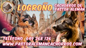 Comprar cachorros de Pastor Alemán en Logroño