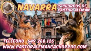 Comprar cachorros de Pastor Alemán en Navarra