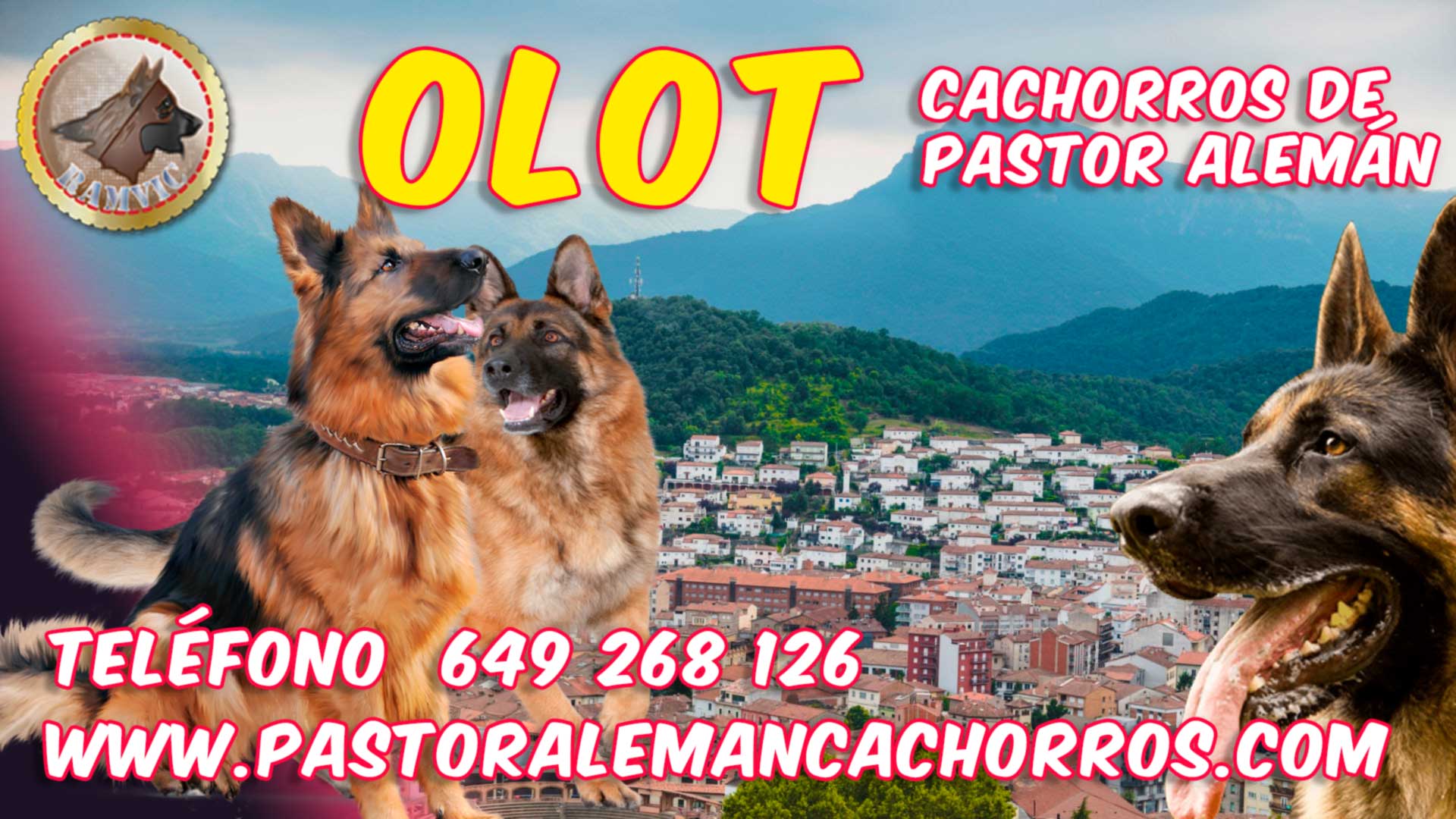 Comprar cachorros de Pastor Alemán en Olot