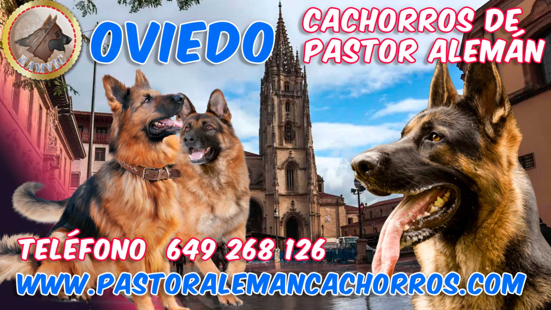 Comprar cachorros de pastor alemán en Oviedo