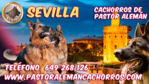 Comprar cachorros de Pastor Alemán en Sevilla