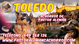 Comprar cachorros de Pastor Alemán en Toledo