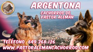 Comprar cachorros de pastor alemán en Argentona, Barcelona.
