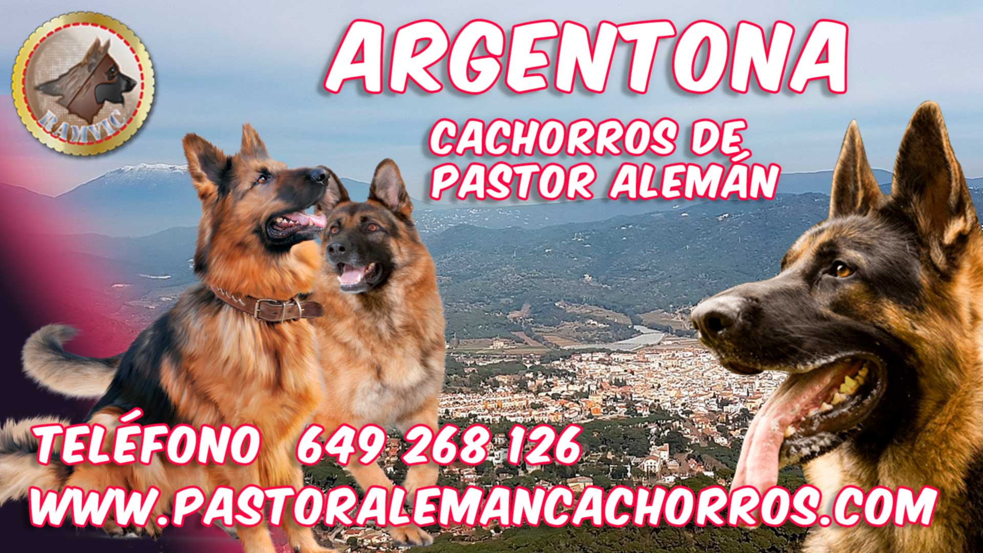 Comprar cachorros de pastor alemán en Argentona, Barcelona.