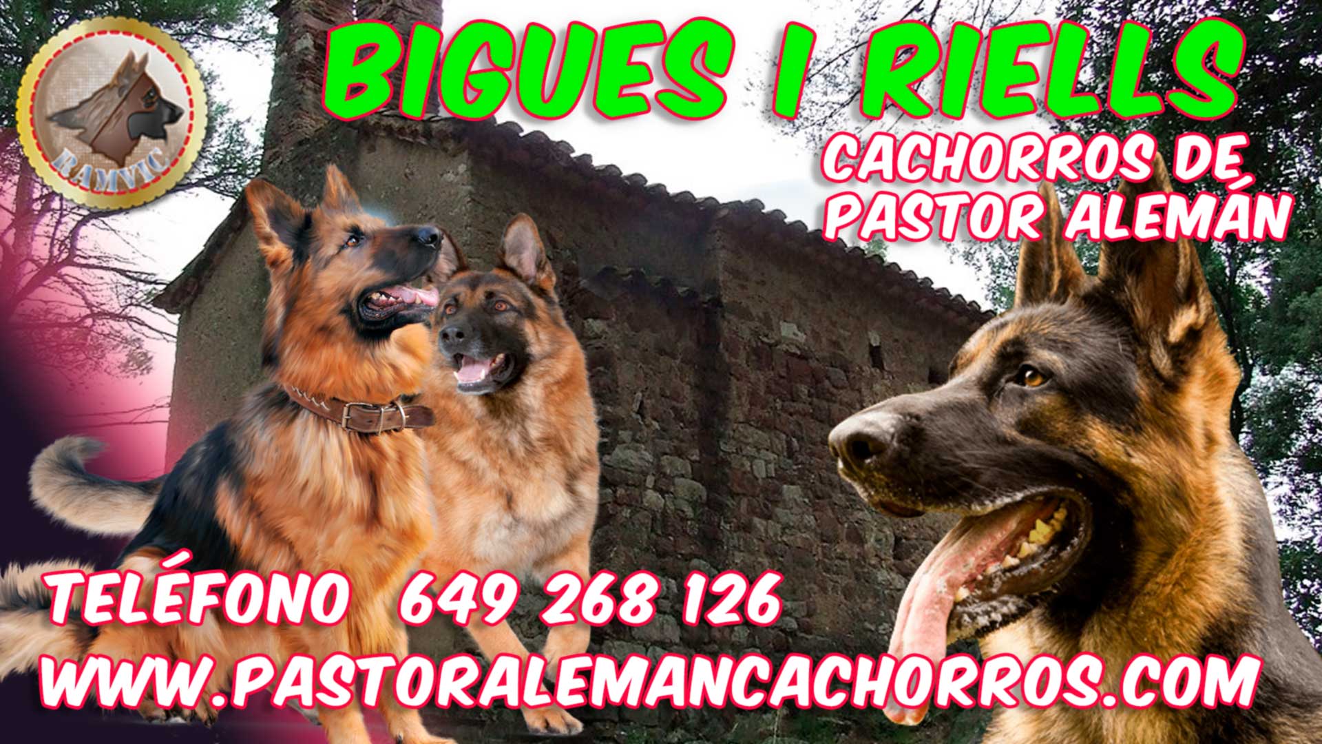 Comprar cachorros de pastor alemán en Bigues i Riells del Fai, Barcelona.