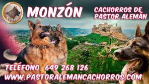 Comprar cachorros de pastor alemán en Monzón Huesca