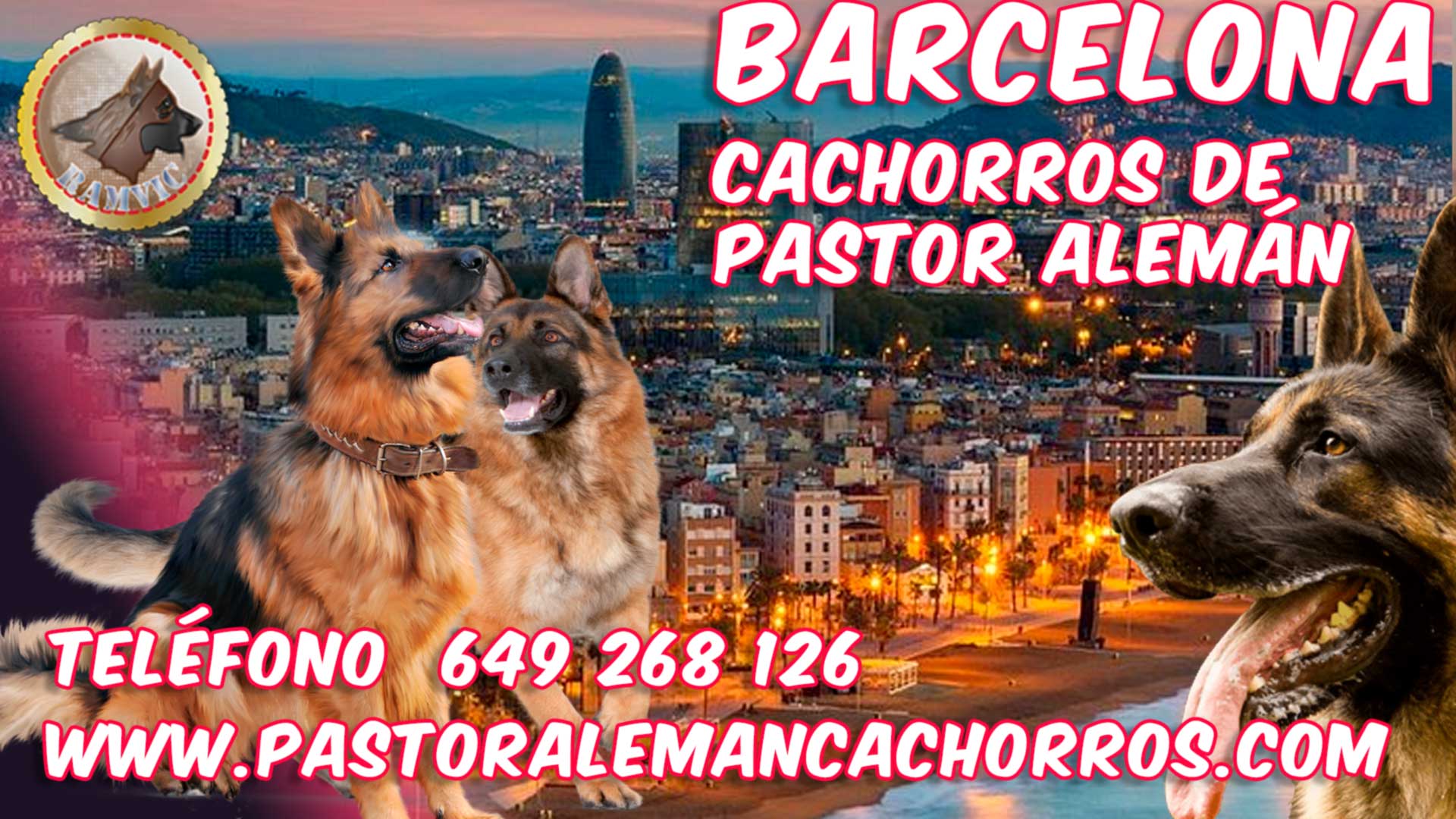 Las mejores camadas de pastor aleman en Barcelona