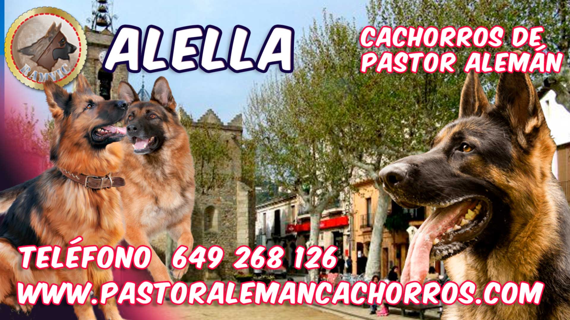 Cachorros de Pastor Alemán en Alella, Barcelona.