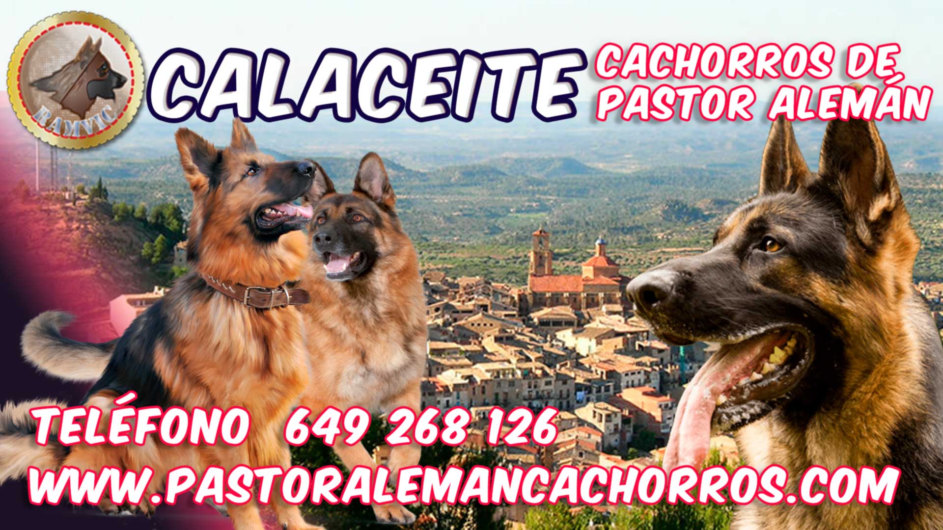 Cachorros de Pastor Alemán en Calaceite