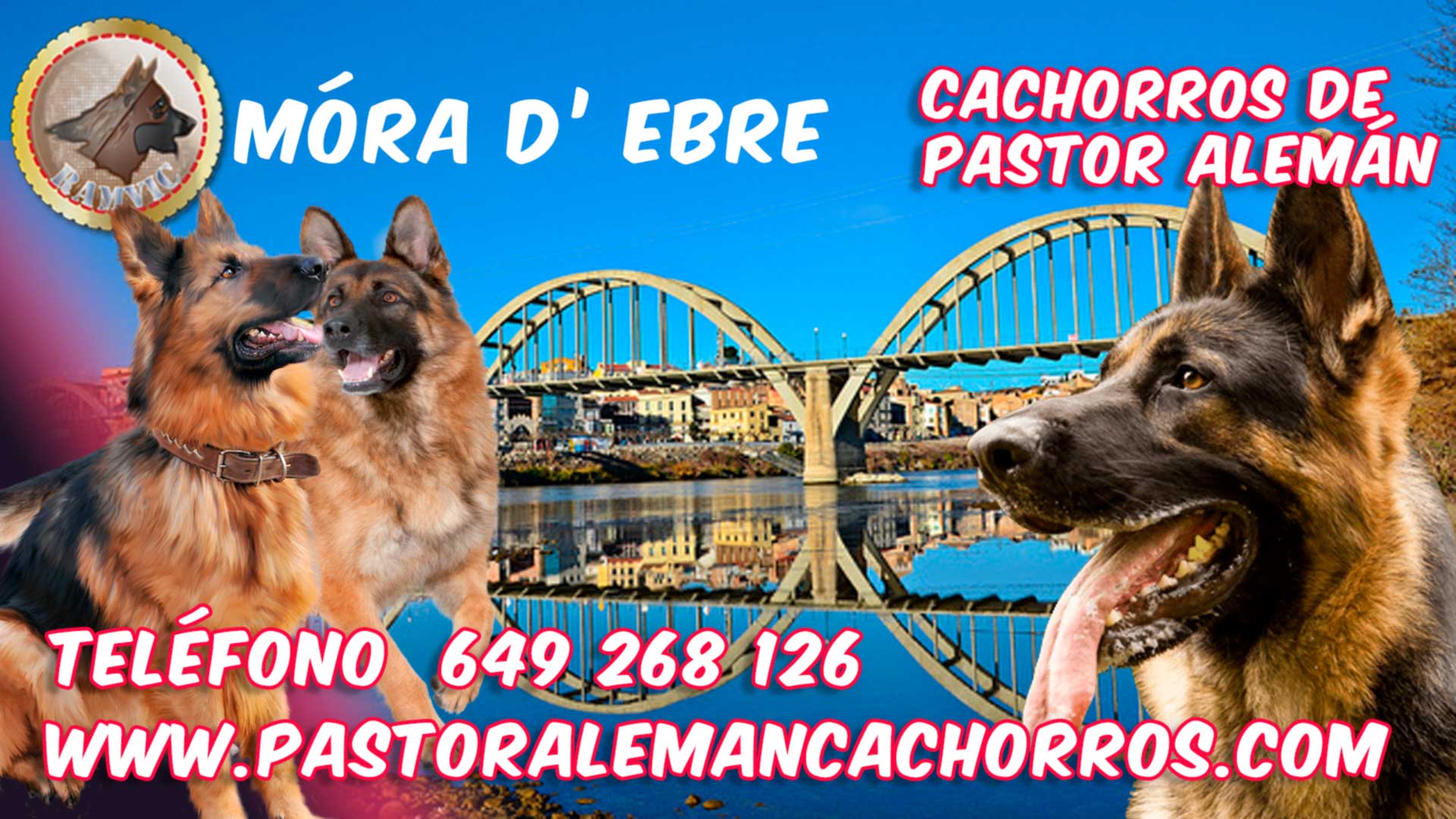 Cachorros de Pastor Alemán en Mora de Ebro