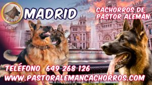 Cachorros de Pastor Alemán en Madrid