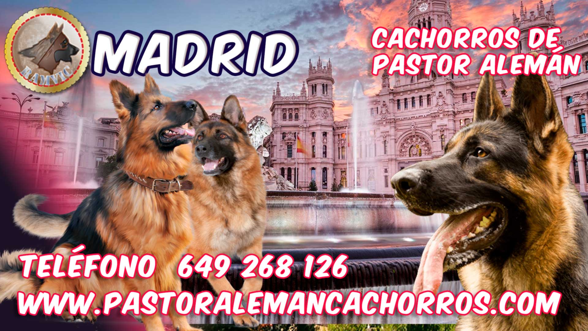 Cachorros de Pastor Alemán en Madrid