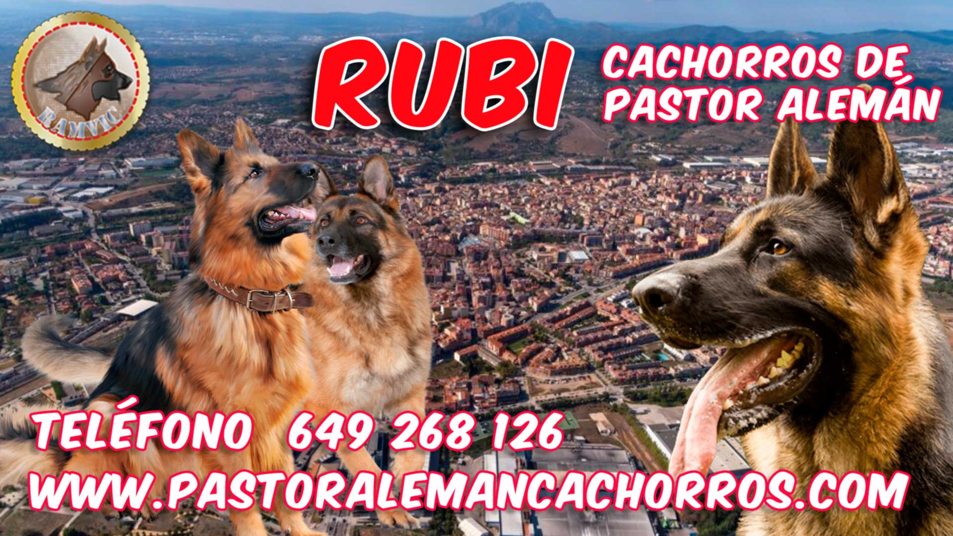 Cachorros de pastor alemán en Rubi