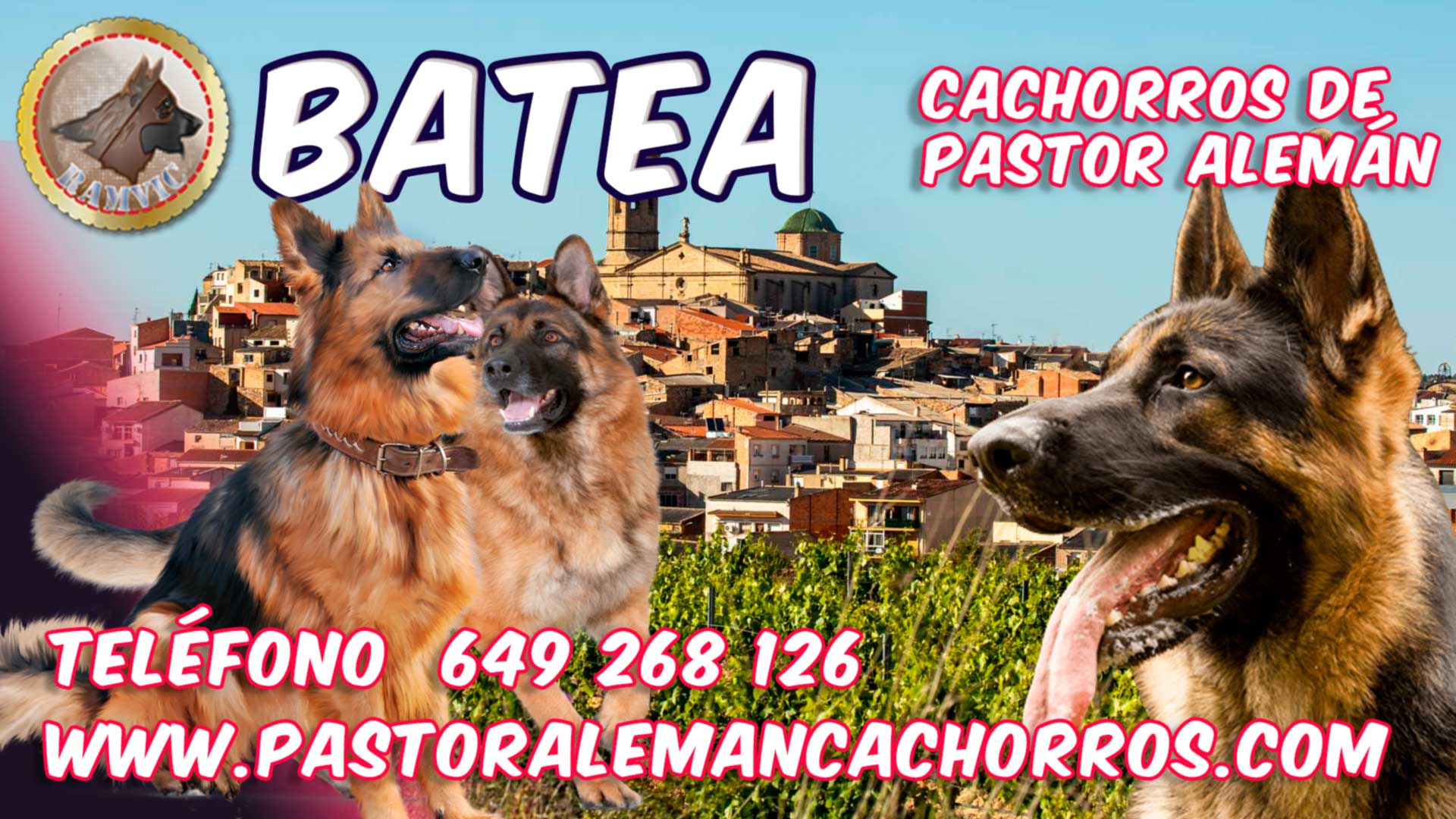 Cachorros de pastor alemán en Batea Tarragona