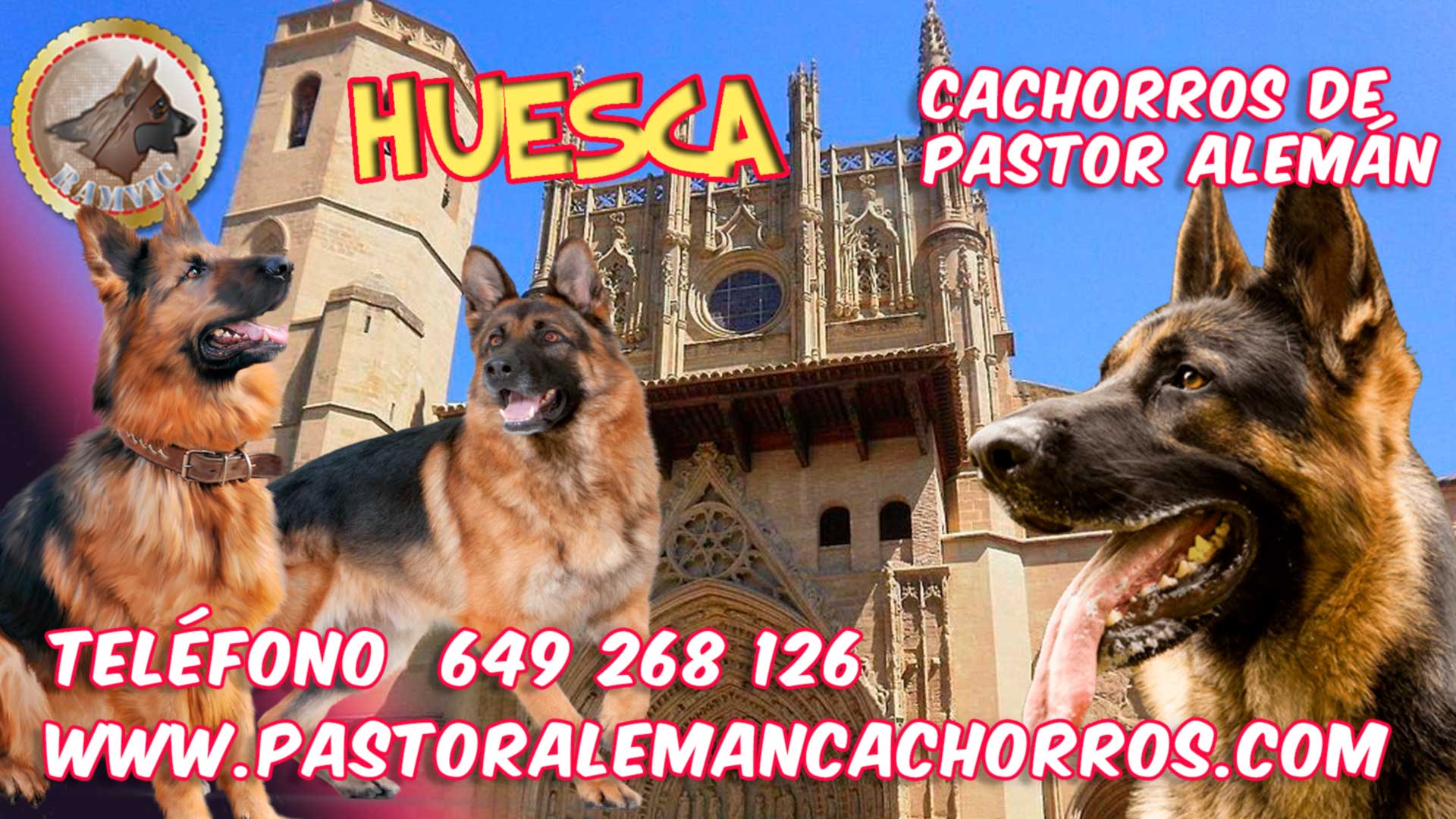 Cachorros de Pastor Alemán en Huesca