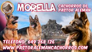 Cachorros de Pastor Alemán en Morella
