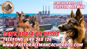 Cachorros de pastor alemán en Sant Adrià de Besós